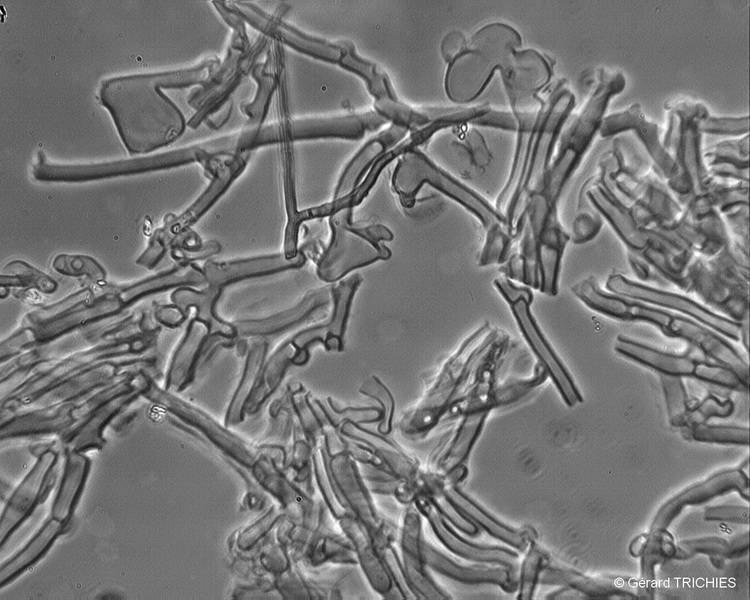 phlebia